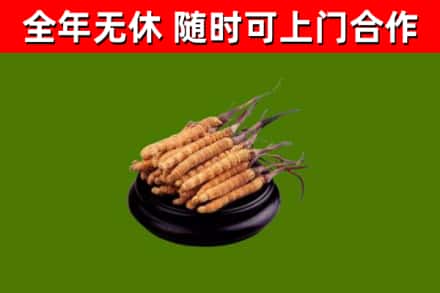 新会烟酒回收冬虫夏草.jpg