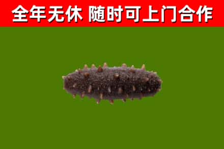 新会烟酒回收干海参.jpg